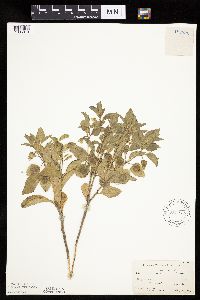 Physalis virginiana image