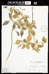 Physalis virginiana image