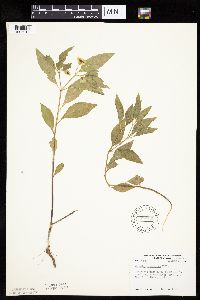 Physalis virginiana image