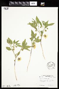 Physalis virginiana image