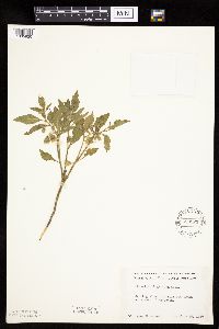 Physalis virginiana image