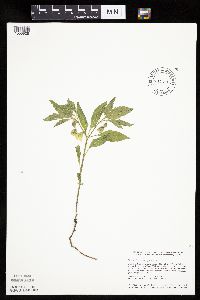 Physalis virginiana image