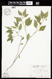 Physalis virginiana image