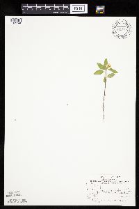 Physalis virginiana image