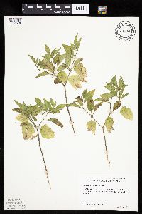 Physalis virginiana image