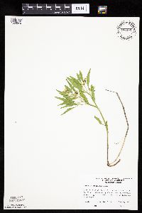 Physalis virginiana image