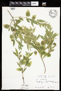 Physalis virginiana image