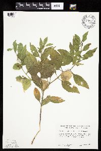 Physalis virginiana image