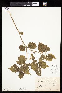 Physalis virginiana image