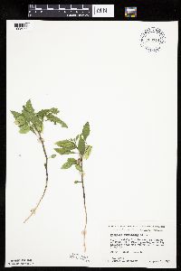 Physalis virginiana image