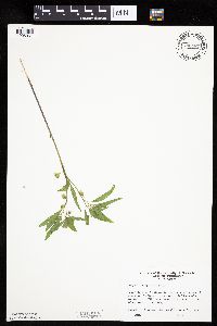 Physalis virginiana image