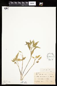 Physalis virginiana image