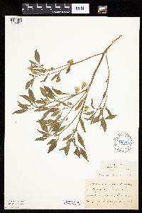 Physalis virginiana image