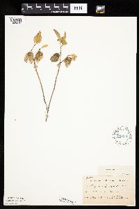 Physalis virginiana image