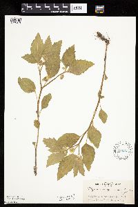 Physalis virginiana image