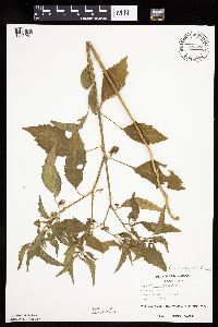 Physalis virginiana image