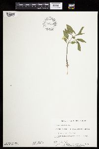 Physalis virginiana image