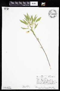 Physalis virginiana image