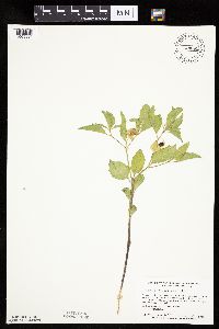 Physalis virginiana image