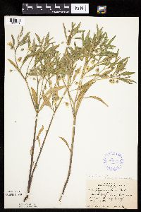 Physalis virginiana image