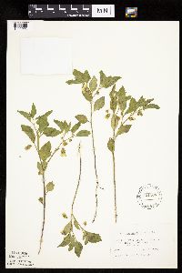 Physalis virginiana image