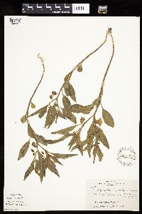 Physalis virginiana image