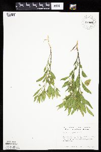 Physalis virginiana image