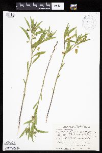 Physalis virginiana image