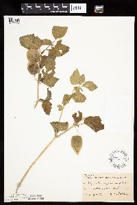 Physalis virginiana image