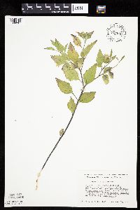 Physalis virginiana image
