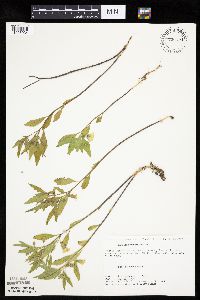 Physalis virginiana image