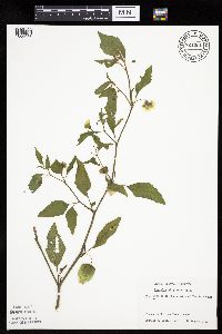Physalis virginiana image