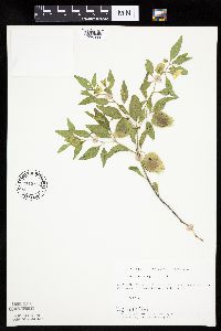 Physalis virginiana image