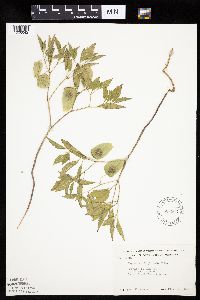 Physalis virginiana image