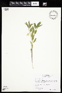 Physalis virginiana image