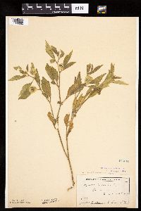 Physalis virginiana image