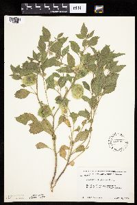 Physalis virginiana image