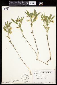 Physalis virginiana image