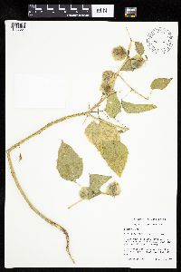Physalis virginiana image