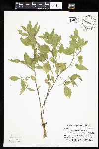 Physalis virginiana image