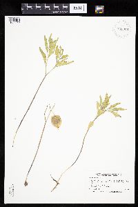 Physalis virginiana image