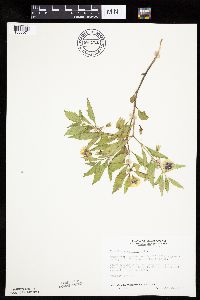 Physalis virginiana image