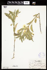 Physalis virginiana image