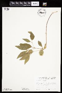 Physalis virginiana image