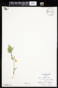 Physalis virginiana image