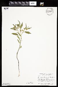 Physalis virginiana image