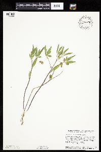 Physalis virginiana image