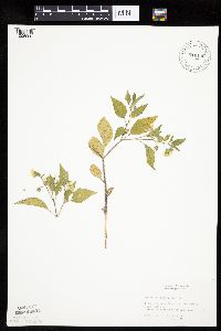 Physalis virginiana image