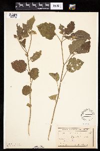 Physalis virginiana image