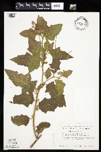 Image Associated With the Occurrence